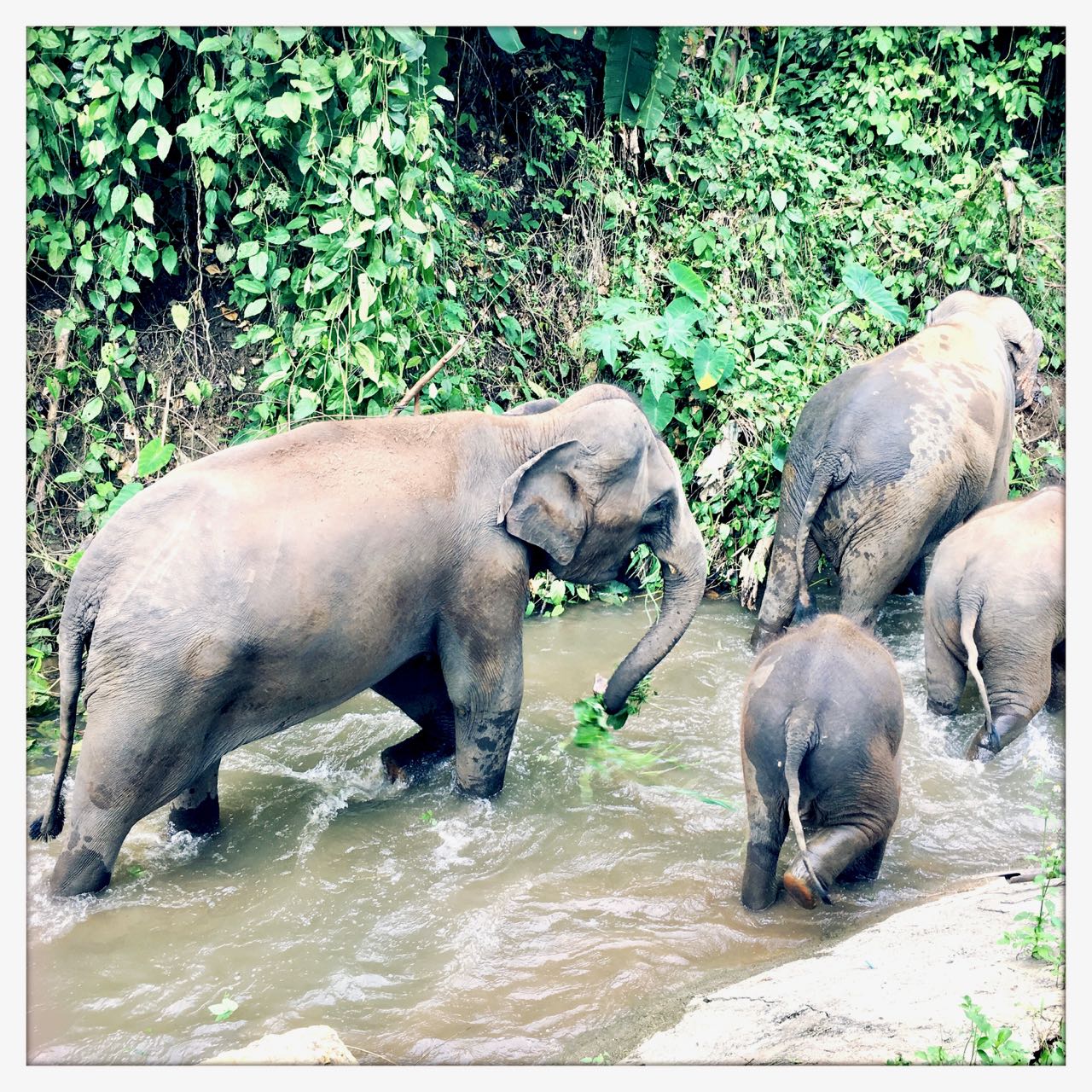 Elephants, bananas and mud!