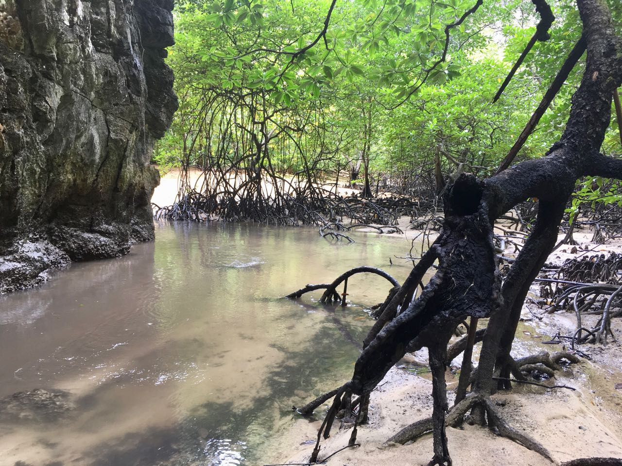 Exploring hidden Mangrove Forests